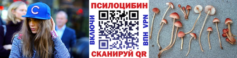 цена   Княгинино  Галлюциногенные грибы Psilocybine cubensis 